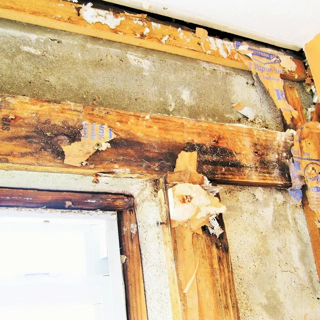 Mold damage on wall framing