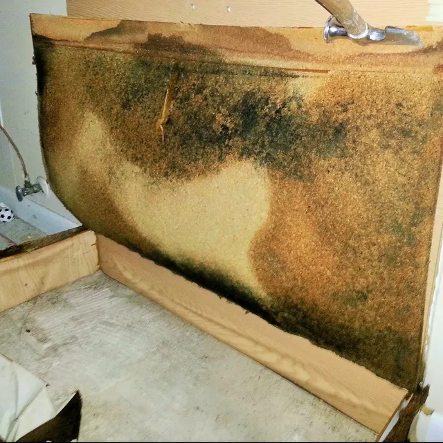 Mold growth across a wall above the floor